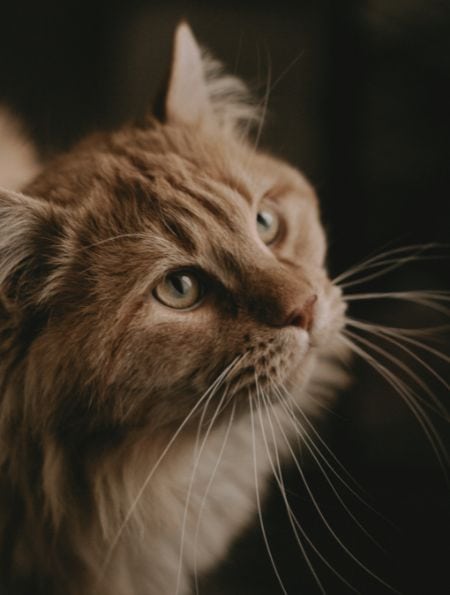 Drop-In Pet Sitting