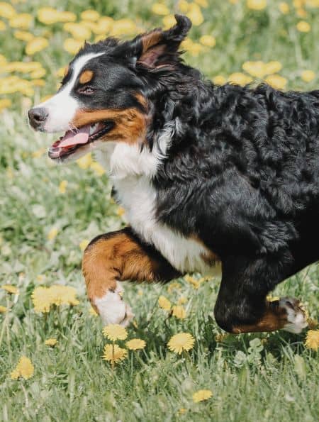 Professional Dog Walks Westchester County