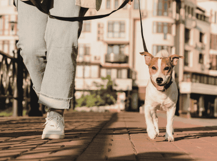 Dog Walking Westchester County Chesters Paw