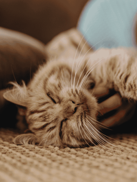 Personalized In-Home Pet Care