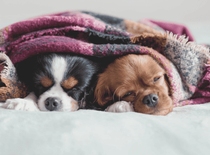 Pet Sitting Westchester County Chesters Paw