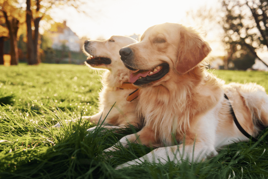 Tips and Warnings to Prevent Heatstroke and Dehydration in Dogs